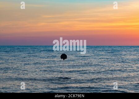Mobula ray ou Devil ray, Mobula sp., sautant dans l'air au coucher du soleil, au large du sud du Costa Rica, en Amérique centrale ( Océan Pacifique oriental ) Banque D'Images