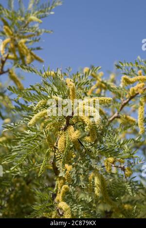 Honey Mesquite, Prosopis glandulosa, arbuste ligneux à plusieurs ressources indigènes des Fabaceae dans le parc national de Joshua Tree, désert de Mojave du Sud, Springtime. Banque D'Images