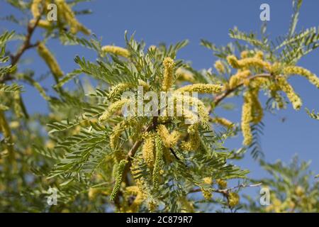 Honey Mesquite, Prosopis glandulosa, arbuste ligneux à plusieurs ressources indigènes des Fabaceae dans le parc national de Joshua Tree, désert de Mojave du Sud, Springtime. Banque D'Images