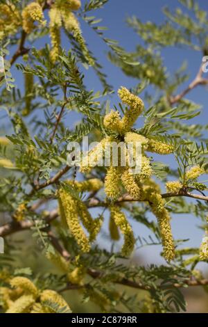 Honey Mesquite, Prosopis glandulosa, arbuste ligneux à plusieurs ressources indigènes des Fabaceae dans le parc national de Joshua Tree, désert de Mojave du Sud, Springtime. Banque D'Images