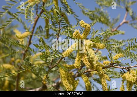 Honey Mesquite, Prosopis glandulosa, arbuste ligneux à plusieurs ressources indigènes des Fabaceae dans le parc national de Joshua Tree, désert de Mojave du Sud, Springtime. Banque D'Images