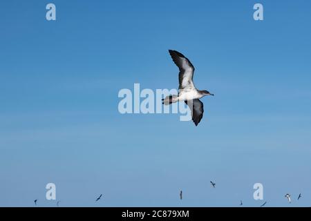 shearwater à pieds roses, Ardenna creatopus ou Puffinus creatopus, volant au large du sud du Costa Rica, Amérique centrale ( Océan Pacifique oriental ) Banque D'Images