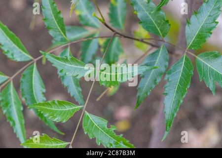 Azadirachta ou neem arbre feuilles, nimtree ou lilas indien. Aussi connu comme médecine ayurvédique Banque D'Images