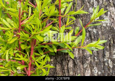 Branche élatée d'un arbre en culture de nouvelles feuilles fraîches, soin des arbres et des plantes, élagage de bourgeonnement d'arbre Banque D'Images