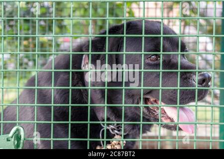 Chien de retriever du Labrador noir derrière la barre de cage, chiens refuge Banque D'Images