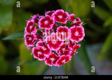 Dianthus barbatus, plante de fleur douce de william qui fleurit sur fond vert flou Banque D'Images