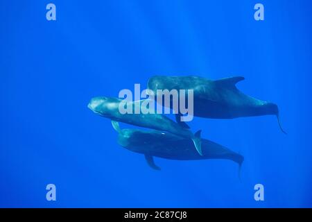 Baleines pilotes à petites ailés adultes et juvéniles, Globicephala macrorhynchus, nageant à travers l'océan, Kona, Hawaii ( la Grande île ), États-Unis, Pacifique Banque D'Images