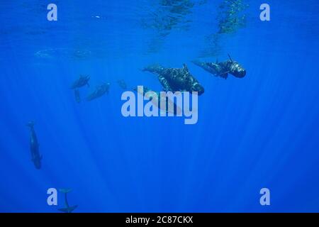 Pod of Adult and Juvenular Short-finned Pilot Whales, Globicephala macrorhynchus, nageant à travers l'océan, Kona, Hawaii ( The Big Island ), États-Unis Banque D'Images