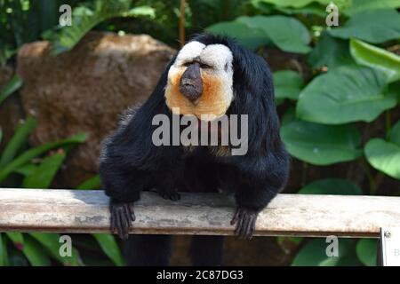 Un singe Saki à face blanche (Pithecia pithia) reposant sur une rampe à l'intérieur de la pyramide de la forêt tropicale à Moody Gardens, Galveston, Texas. Banque D'Images