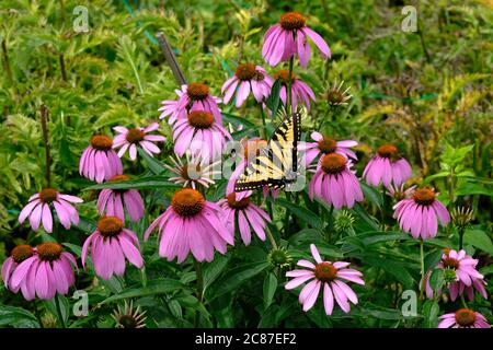 Queue de tigre du Canada (Papilio canadensis) sur une conefée pourpre (Echinacea purpurea) dans les jardins du domaine Mackenzie King, Québec, Canada. Banque D'Images