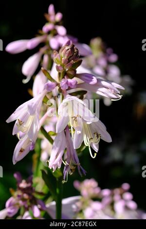 HostA ('Lancifolia' ?) En fleur avec des fleurs blanches et violettes, au soleil de la fin de l'après-midi d'un jardin Glebe, Ottawa, Ontario, Canada. Banque D'Images