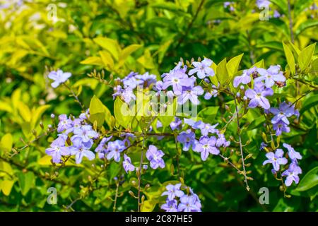 Fleurs blanches et pourpre Duranta sur le jardin. Banque D'Images