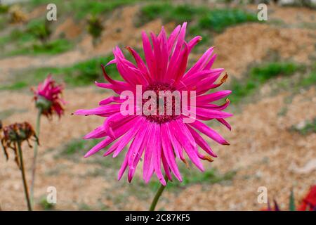 Fleurs de Zinia roses au jardin sur fond flou. Banque D'Images