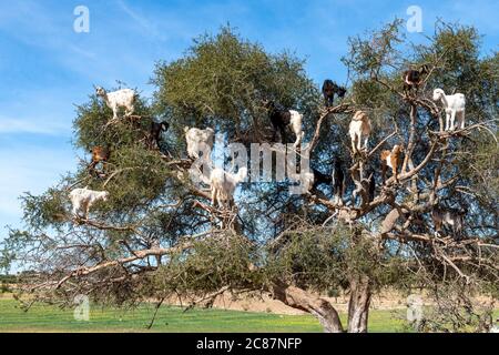 Chèvres se reposant dans l'arbre Argan (Argania spinosa) au Maroc Banque D'Images