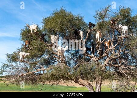 Chèvres se reposant dans l'arbre Argan (Argania spinosa) au Maroc Banque D'Images