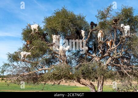 Chèvres se reposant dans l'arbre Argan (Argania spinosa) au Maroc Banque D'Images