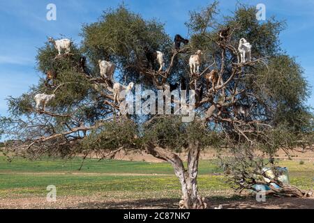 Chèvres se reposant dans l'arbre Argan (Argania spinosa) au Maroc Banque D'Images