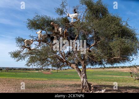 Chèvres se reposant dans l'arbre Argan (Argania spinosa) au Maroc Banque D'Images