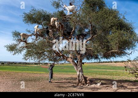 Chèvres se reposant dans l'arbre Argan (Argania spinosa) au Maroc Banque D'Images