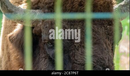 L'œil du bison européen dans la volière. Le bison bonasus, également connu sous le nom de wisent ou de bison des bois européen, est une espèce eurasienne de bison. Banque D'Images