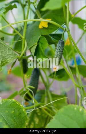 Concombre vert sur une branche avec des fleurs jaunes Banque D'Images