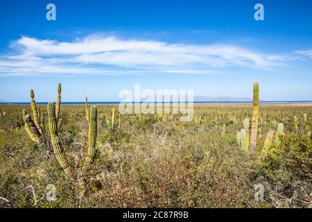 Le paysage le long de la route de la Paz à Gran Sueno Resort, Highway 286, BCS, Mexique. L'île au loin est Isla Cervalo. Banque D'Images