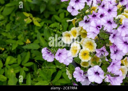 Fleurs de pétunia magenta en fleur sur fond vert.plantes pour les planteurs suspendus. Fleurs de jardin. Fleurs dans le pot, pétunia violet Banque D'Images