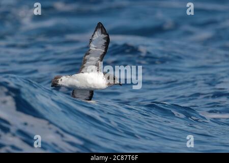 Cap Petrel (Daption capense) - en vol en partie derrière la vague, dans l'océan Atlantique sud, près de l'Argentine 29 mars 2018 Banque D'Images