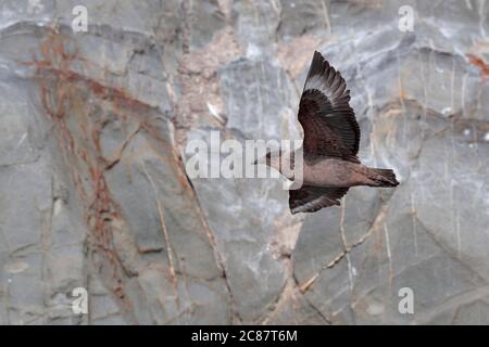 Skua chilien (Stercorarius chilensis) adulte, volant, avec affleurement de marbre derrière, canal Beagle, près d'Ushuaia, Argentine 24 mars 2018 Banque D'Images