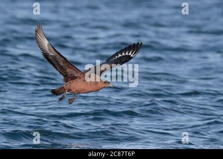 Skua chilien (Stercorarius chilensis) adulte, volant bas au-dessus de la mer, canal Beagle, près d'Ushuaia, Argentine 27 mars 2018 Banque D'Images