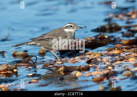 Cinclodes à flanc gris (Cinclodes oustaleti) vue latérale adulte sur le lit de varech, côte de Tierra Del Fuego NP, Ushuaia, Argentine 25 mars 2018 Banque D'Images