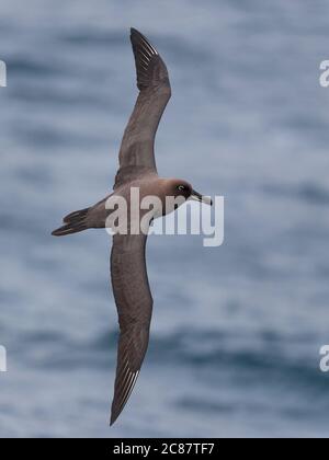 Albatros de la suie (Phoebetria fusca), en vol, portrait, vue dorsale, Océan Atlantique Sud près de Tristan Da Cunha, Atlantique Sud 7 avril 2018 Banque D'Images