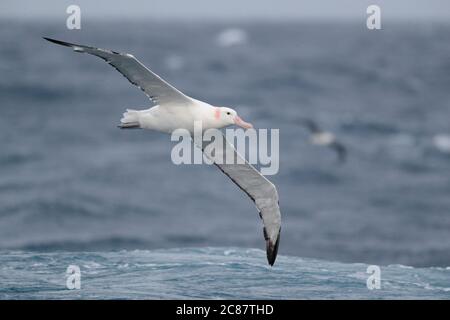 Albatros errant (Diomedea exulans), adulte dans la vue de dessous de vol, Océan Atlantique Sud près de la Géorgie du Sud 31 mars 2018 Banque D'Images