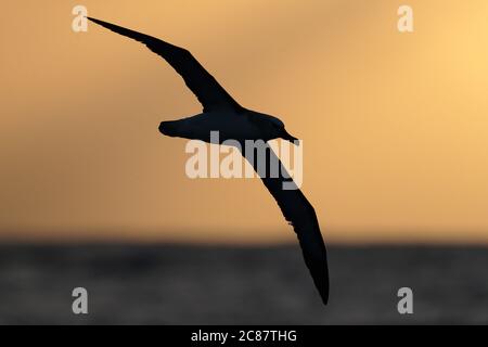 Albatros à nez jaune de l'Atlantique (Thalassarche chlororynchos), silhouette en vol au coucher du soleil, Tristan Da Cunha, Océan Atlantique Sud, 8 avril 2018 Banque D'Images