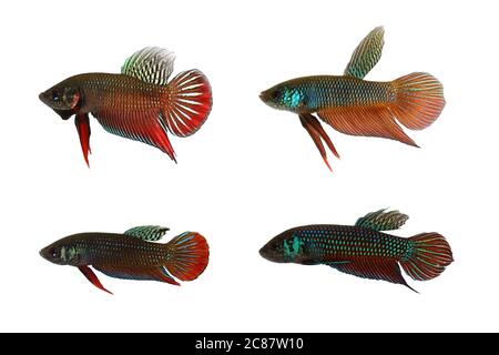 Les 4 poissons de combat siamois sauvages. En haut à gauche: Betta splendens, en haut à droite: B. smaragdina, en bas à gauche: B. imbellis, en bas à droite: B. mahachaiensis Banque D'Images