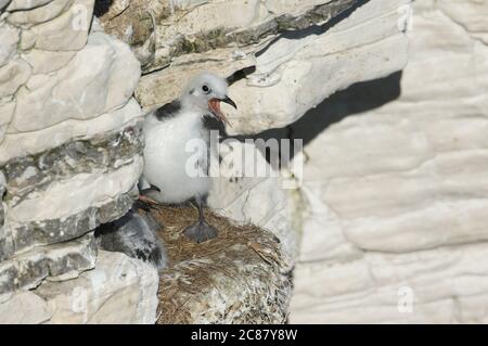 Deux mignons poussins Kittiwake, Rissa tridactyla, sur leur nid sur la falaise. Ils appellent les oiseaux parents. Banque D'Images