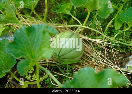 Cultiver le melon musqué (Cucumis Melo) sur de la paille dans un potager Banque D'Images