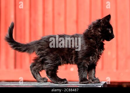 Un chaton de quatre mois de forêt norvégienne debout dans une posture typique dans la lumière du jour Banque D'Images