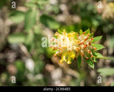 Gros plan d'une vulneraria Anthyllis ou d'une fleur de vesce de rein sur un fond flou. Banque D'Images