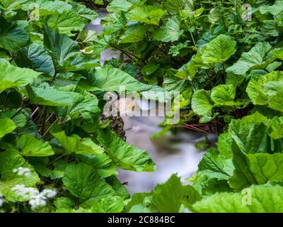 Ruisseau fluide entre les grandes feuilles vertes dans la forêt. Banque D'Images