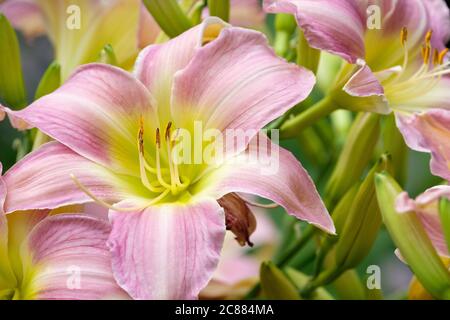 Fleurs roses en trompette avec des centres jaunes de Daylyly 'Catherine Woodbury'. Hemerocallis « Catherine Woodbury » Banque D'Images
