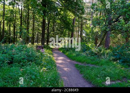 Un sentier naturel boisé serpente entre les arbres et la végétation. Banque D'Images