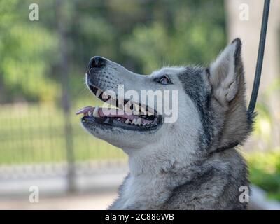 Gris clair et blanc femelle Husky Sibérien avec les yeux bruns Banque D'Images