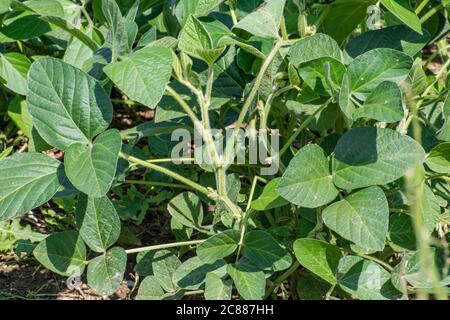 Plante de soja, Glycine max Banque D'Images
