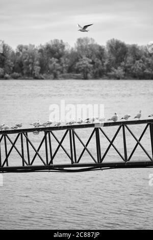 Goélands perchés sur une rambarde métallique avec le Danube en arrière-plan à Belgrade, capitale de la Serbie Banque D'Images