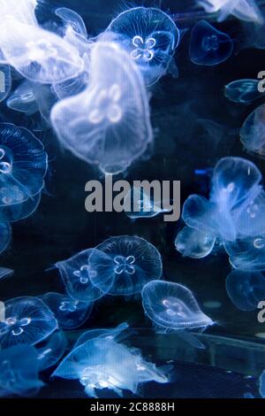 L'aquarium coloré plein de nombreux méduses dans le parc aquatique Banque D'Images