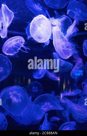 L'aquarium coloré plein de nombreux méduses dans le parc aquatique Banque D'Images