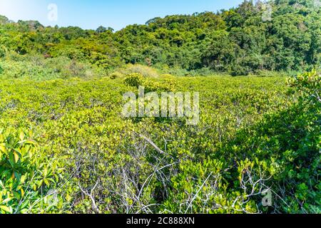 Mangroves le long de l'eau salée turquoise Banque D'Images