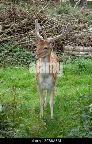 Un gros plan d'une cerf en jachère à Bushy Park, Richmond upon Thames, Royaume-Uni. Banque D'Images