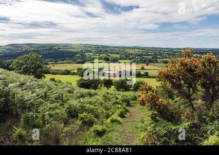 Gorse en fleur et vue vers la ferme de Botvyle et le long Mynd depuis un chemin sur Caer Caradoc, près de l'église Stretton, Shropshire Banque D'Images